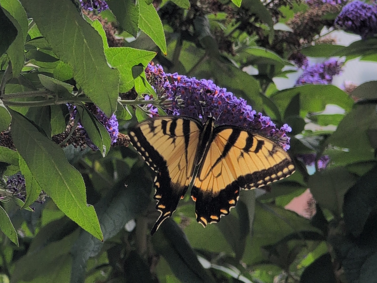 Capture from Weber Memorial Garden